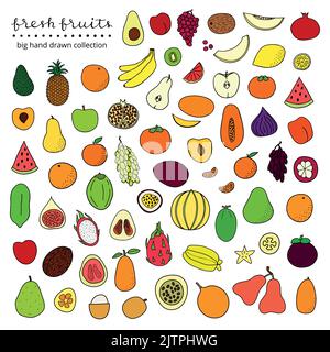 Grande collection de fruits tropicaux et tempérés colorés, dessinés à la main, isolés sur fond blanc. Illustration de Vecteur