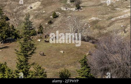 Chevaux libres qui sont normalement domestiqués mais deviennent sauvages avec le temps. Les chevaux vivant librement dans les forêts de cèdre des montagnes Antalya Bey sont également Banque D'Images