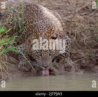 Léopard prendre une boisson; eau de boisson de léopard; léopard au Sri Lanka; eau de boisson de gros chat; impression de léopard; eau de boisson de léopard; eau de boisson de chat Banque D'Images