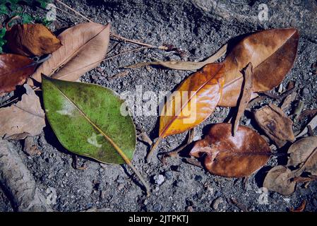 Feuilles de magnolia tombées sur un sol sec parmi les racines d'un arbre. Banque D'Images