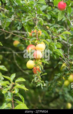 Arbre de pruniers de cerisier (Prunus cerasifera) portant des fruits dans une réserve naturelle dans la campagne de Herefordshire au Royaume-Uni. Juillet 2022 Banque D'Images