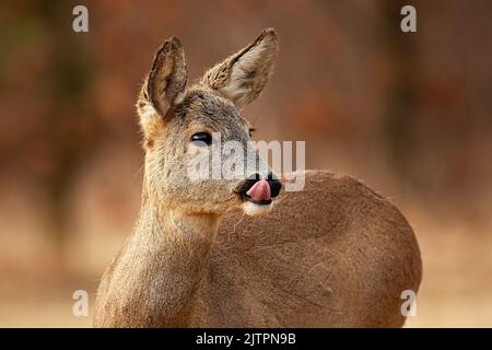 Cerf de Virginie léchant dans la forêt en automne nature en gros plan Banque D'Images