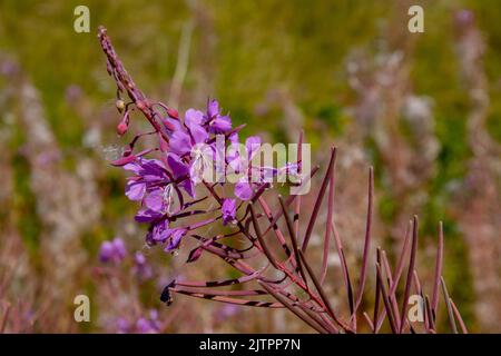 Gros plan des fleurs violettes de la Fireweed, également appelée Epilobium angustifolium Banque D'Images