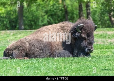 Buffalo couché sur l'herbe, Bison bison, grand animal Banque D'Images