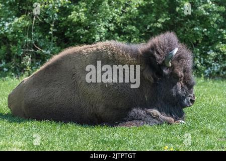 Buffalo couché sur l'herbe, Bison bison, grand animal Banque D'Images