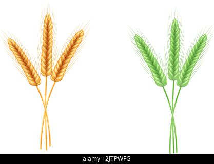 Illustration réaliste de plantes de semences, agriculture biologique.épillets mûrs de blé avec grains, oreilles et tiges.élément de mode de vie sain. Illustration de Vecteur