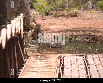 photos d'une famille de singes pates. Une mère avec son bébé, et une autre scène Banque D'Images