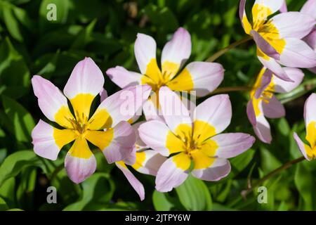 Gros plan de tulipes tulipa saxatilis en fleur Banque D'Images