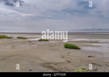 Végétation salée et robuste dans la mer des wadden, région de l'UNESCO, sur l'île de Langli, près d'Esbjerg Danemark Banque D'Images