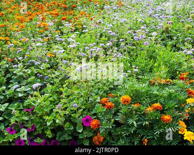luxuriant jardin fleuri avec différentes fleurs en été Banque D'Images