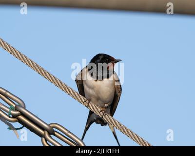 Un hirondelle de grange mâle, Hirundo rustica, assis sur un fil en acier inoxydable Banque D'Images