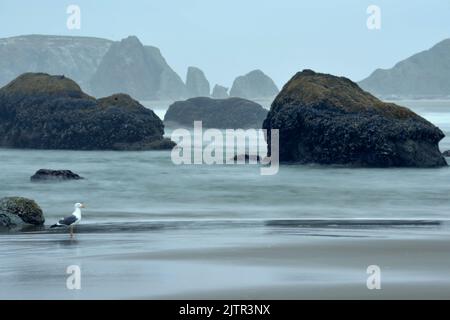 Les plages sont toutes publiques dans l'Oregon, y compris Badon Beach qui est célèbre pour ses paysages et ses formations rocheuses Banque D'Images