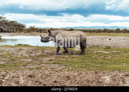 Un rhinocéros noir marchant dans la savane. Diceros bicornis. Banque D'Images