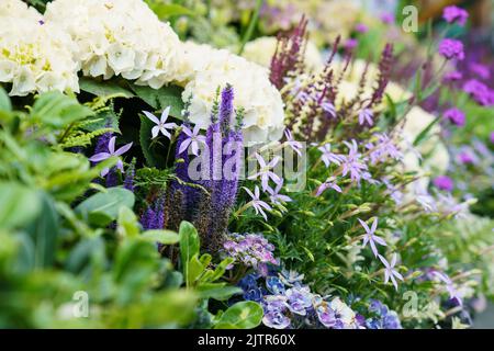 Fleurs violettes et blanches Banque D'Images