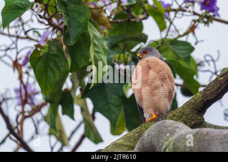 Shikra - Accipiter badius, bel oiseau de proie des forêts et des forêts africaines et asiatiques, Ouganda. Banque D'Images