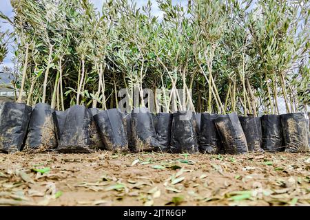 Plantules d'oliviers en pépinière préparées pour la vente, pour l'atterrissage. Angle inférieur Banque D'Images