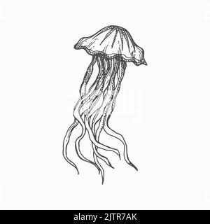 Créature de mer monochrome croquis icône isolé medusa dessin à la main méduse. Créature marine vecteur de natation, gelées de mer Pacific nettle jellyfish. Animal sous-marin, eaux profondes de l'océan caractère marin Illustration de Vecteur