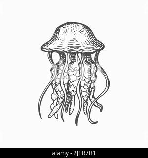 Icône d'esquisse monochrome de méduse isolée de méduse. Créature marine vecteur de natation, gelées de mer Pacific nettle. Cubozoa boîte de méduses, sous l'eau a Illustration de Vecteur