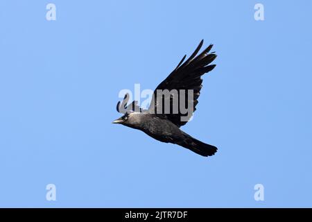 Jackdaw (Corvus monedula) Norfolk GB 2022 juin Banque D'Images