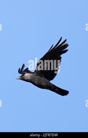 Jackdaw (Corvus monedula) Norfolk GB 2022 juin Banque D'Images