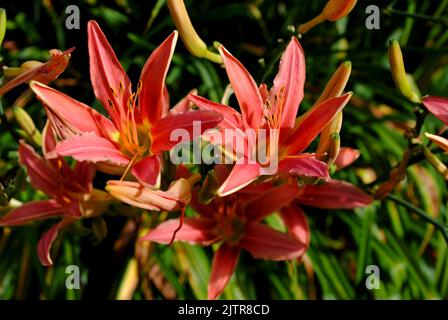 Gros plan de fleurs et de lys roses Banque D'Images