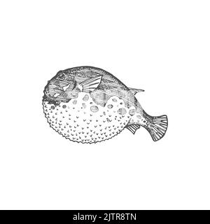 Purrerfish ou fugu japonais esquisse monochrome isolée. Vecteur poisson toxique à l'estomac soufflé, exotique toxique marin Deep Sea Ocean animal. Poisson de porc-épic Bogeo bok, cuisine japonaise délicatesse alimentaire Illustration de Vecteur