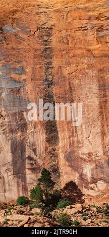 Vernis du désert sur un mur de canyon et un contraste d'arbre dans cette route panoramique verticale, Lower Colorado River Scenic Byway, comté de San Juan, Utah Banque D'Images