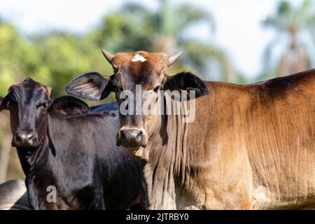 Le bétail, ou les vaches, sont le type le plus commun de grands ongulés domestiqués. Ils sont un membre moderne éminent de la sous-famille Bovinae, sont les plus W Banque D'Images