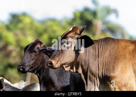 Le bétail, ou les vaches, sont le type le plus commun de grands ongulés domestiqués. Ils sont un membre moderne éminent de la sous-famille Bovinae, sont les plus W Banque D'Images