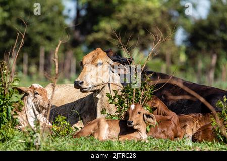 Le bétail, ou les vaches, sont le type le plus commun de grands ongulés domestiqués. Ils sont un membre moderne éminent de la sous-famille Bovinae, sont les plus W Banque D'Images