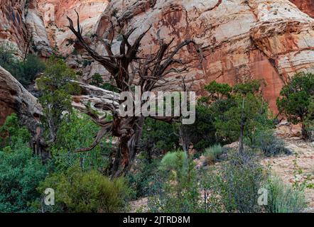 Un seul Juniper décédé se trouve dans le fond du canyon, dans la gorge du Capitole, dans le parc national de Capitol Reef, dans le comté de Wayne, en Utah Banque D'Images