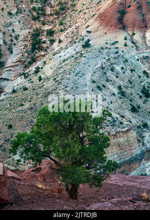 Un genévrier de l'Utah pousse sur un point surplombant le canyon de Goosenecks dans le parc national de Capitol Reef, dans le comté de Wayne, dans l'Utah Banque D'Images