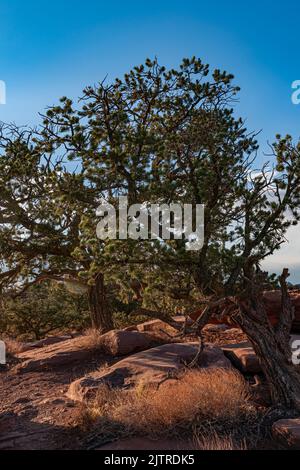 Capitol, Reef, National, Park, Wayne, Comté, Utah, ouest, été, juin, Matin, lumière, Pinus, vieux, ronlé, Ciel, bleu, vert, roche, cols de chèvre, zone Banque D'Images