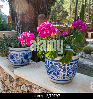 Géranium rouge en pots bleus et blancs avec majolica dans le jardin comme une décoration pour la conception de paysage urbain Banque D'Images