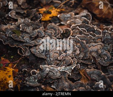 Un gros plan de Trametes versicolor, communément appelé queue de dinde. Banque D'Images