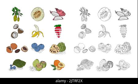 Ensemble vectoriel de style fruit dessiné à la main. Illustration de fruits colorés et monochromes pour le produit agricole design. Élément de conception pour affiche, menu, prospectus, bann Illustration de Vecteur