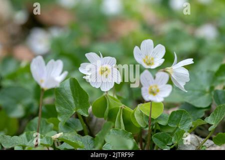 Sorelle de bois en fleur (Oxalis acétosella). Banque D'Images