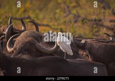 Un élevage de bovins blancs (Bubulcus ibis) qui attrape le soleil matinal à l'arrière de Cape Buffalo (Syncerus caffer) dans le parc national Kruger. Afrique du Sud Banque D'Images