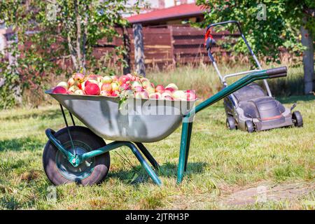 Les pommes mûres juteuses récoltées sont chargées sur une brouette de jardin lors d'une journée ensoleillée sur fond de terrain de jardin en flou. Banque D'Images