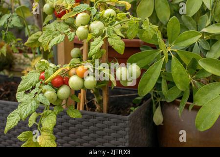 Tomates cerises sur la vigne.saison d'été. Photo de haute qualité Banque D'Images