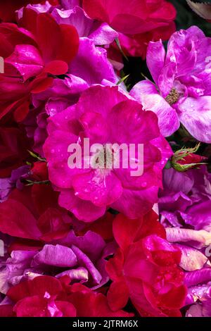 Fleurs de rose arbustive ‘Knockout’ Banque D'Images