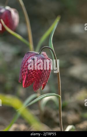 Fleur d'échecs (Fritilaria meleagris). Banque D'Images