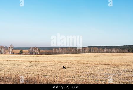 Corbeau noir assis sur un champ de blé sec en automne avec la toile de fond d'une forêt et ciel bleu copier espace paysage oiseau corvus corax commune corven Or Banque D'Images