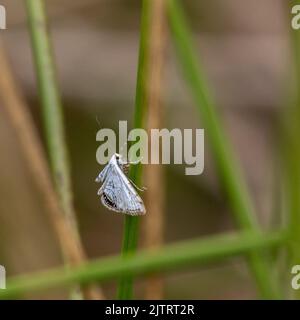 Forme blanche du petit papillon de marque chinoise (Cataclysta lemnata) perchée sur des herbes, Otley, Yorkshire, faune britannique Banque D'Images