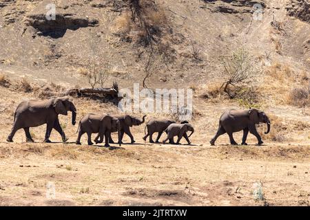 Troupeau d'éléphants sur leur chemin vers l'eau Kruger NP Afrique du Sud Banque D'Images