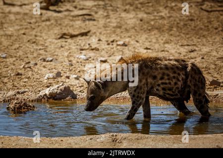 Hyène tachetée prenant un bain dans le trou d'eau du parc transfrontier de Kgalagadi, Afrique du Sud ; famille de spécimens Crocuta crocuta de Hyaenidae Banque D'Images