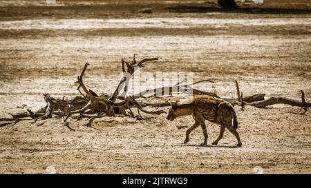 Hyène tachetée marchant dans des terres désertiques dans le parc transfrontier de Kgalagadi, Afrique du Sud ; famille de spécimens Crocuta crocuta de Hyaenidae Banque D'Images