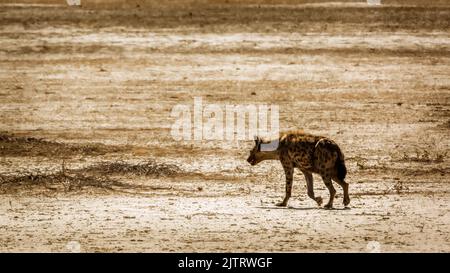 Hyène tachetée marchant dans des terres désertiques dans le parc transfrontier de Kgalagadi, Afrique du Sud ; famille de spécimens Crocuta crocuta de Hyaenidae Banque D'Images