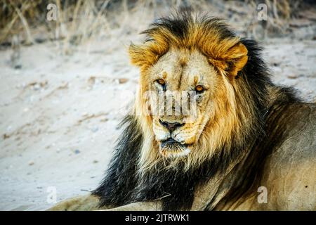 Portrait de manne noire mâle lion africain isolé sur fond blanc dans le parc transfrontier de Kgalagadi, Afrique du Sud; famille de Felida de Specie panthera leo Banque D'Images