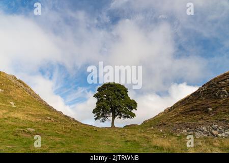 Sycamore Gap sur le sentier du mur d'Hadrien dans le Northumberland, Royaume-Uni Banque D'Images